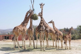 Africam Safari y la BUAP desarrollar&aacute;n hospital para grandes especies