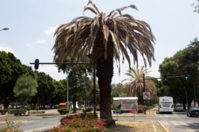 Contin&uacute;a en marcha tratamiento para rescatar arbolado del municipio