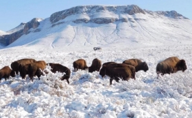 Bisontes pastan nuevamente en Coahuila tras 100 a&ntilde;os