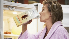 Esta leche de cucaracha ser&iacute;a casi cuatro veces m&aacute;s nutritiva y ben&eacute;fica que la leche de vaca.
