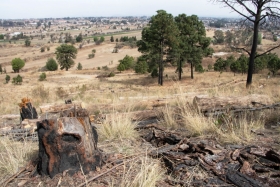 Interviene Medio Ambiente 990 &aacute;rboles del Cerro Zapotecas da&ntilde;ados por insecto