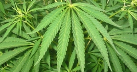 Polic&iacute;a Estatal asegur&oacute; terreno repleto de marihuana