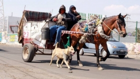 En Ecatepec proh&iacute;ben el uso de caballos y asnos para recolectar la basura