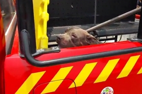 Se desconoce si el perro ser&aacute; sacrificado   