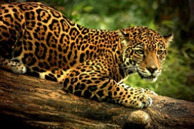 A trav&eacute;s de foto trampa se ubic&oacute; al Jaguar