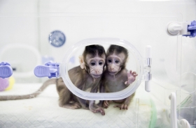 Clonan en China dos primates id&eacute;nticos