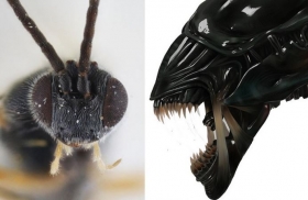Descubren avispa que come y madura &iexcl;como Alien!