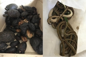 La contenci&oacute;n y el transporte de los 160 reptiles, no cumpl&iacute;a con las condiciones para asegurar el trato digno