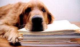 El estudio, 'Comportamiento enga&ntilde;oso en perros'