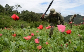&iquest;Por qu&eacute; los campesinos han cambiado el cultivo de amapola por el de mariguana?