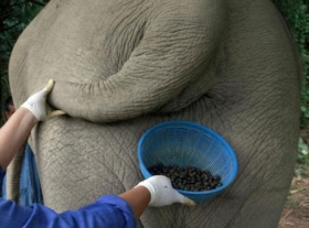 Caf&eacute; de elefante