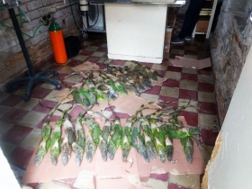 Ejemplares de iguanas se recibieron maniatados y en estado de deshidrataci&oacute;n, por lo que fue necesaria una revisi&oacute;n puntual de cada uno