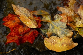 El oto&ntilde;o 2020 durar&aacute; 89 d&iacute;as y 20 horas.