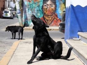 Se crear&iacute;an m&oacute;dulos en diversos municipios poblanos    