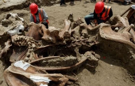 M&aacute;s vestigios en Santa Luc&iacute;a; crece a 300 la cifra de mamuts recuperados