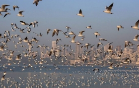 Misteriosa muerte de miles de aves&nbsp;en Estados Unidos